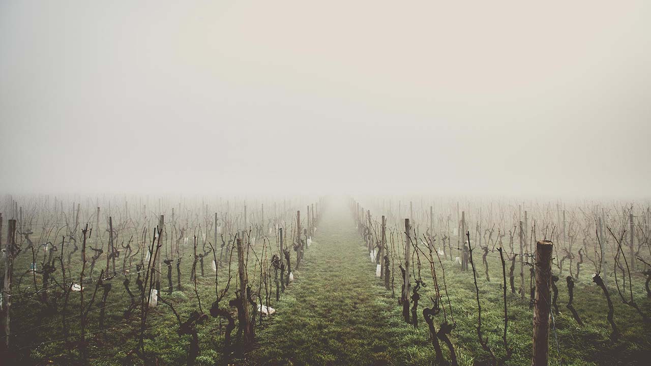 Santa Ynez Valley vineyards in early morning fog