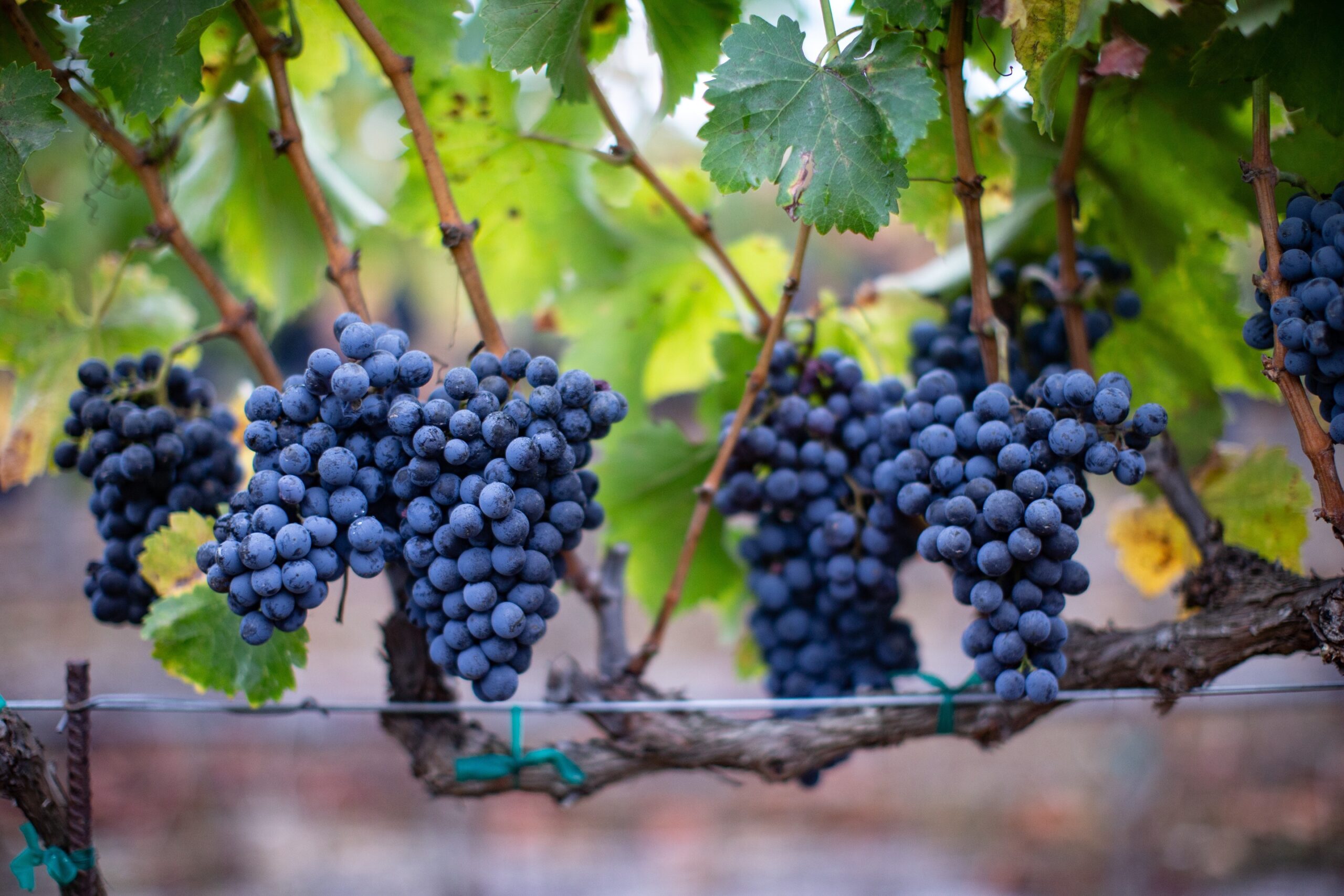 Bundles of grapes hanging from vines at Brick Barn Wine Estate