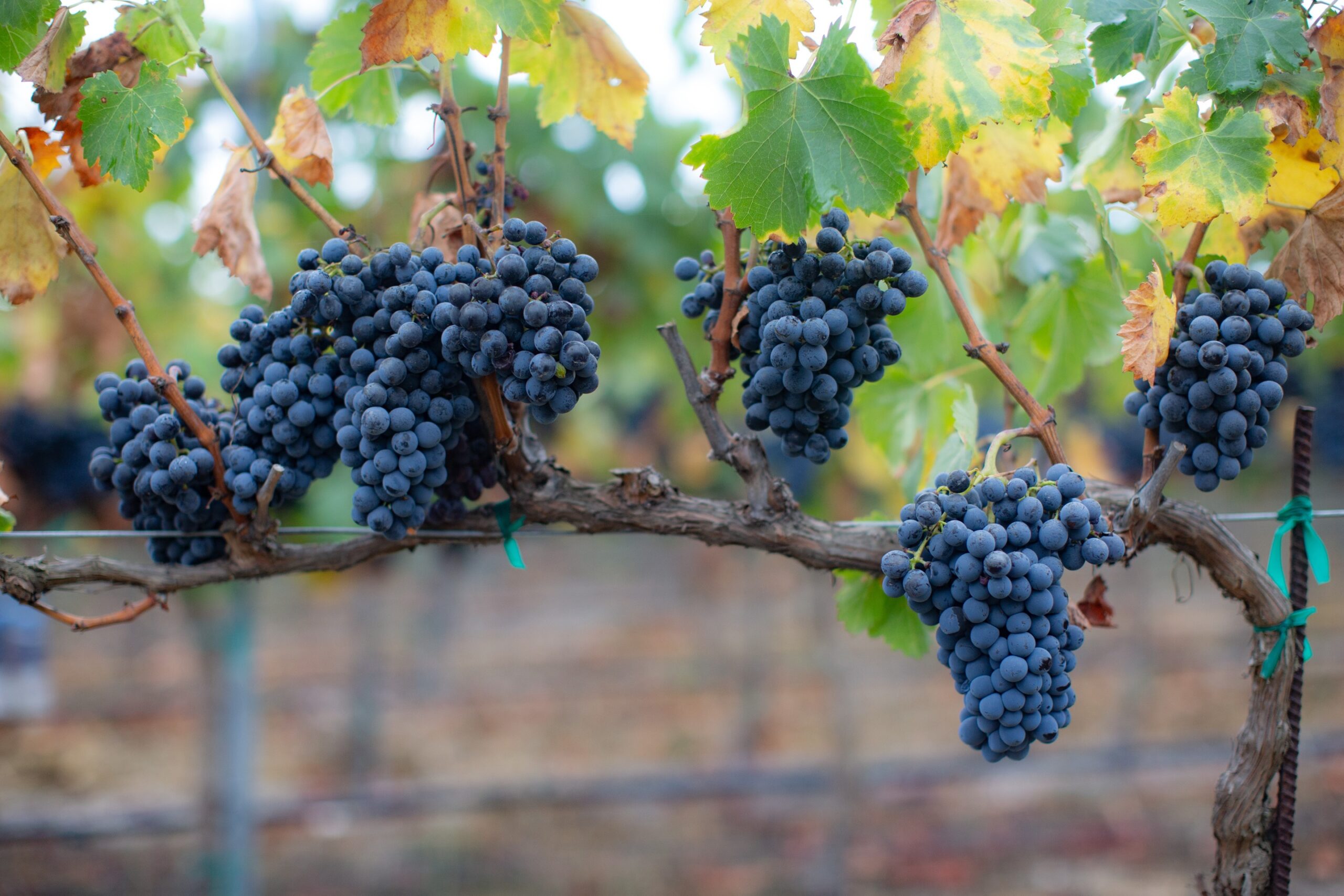 Sandy loam soil and grapevine roots at Brick Barn Wine Estate
