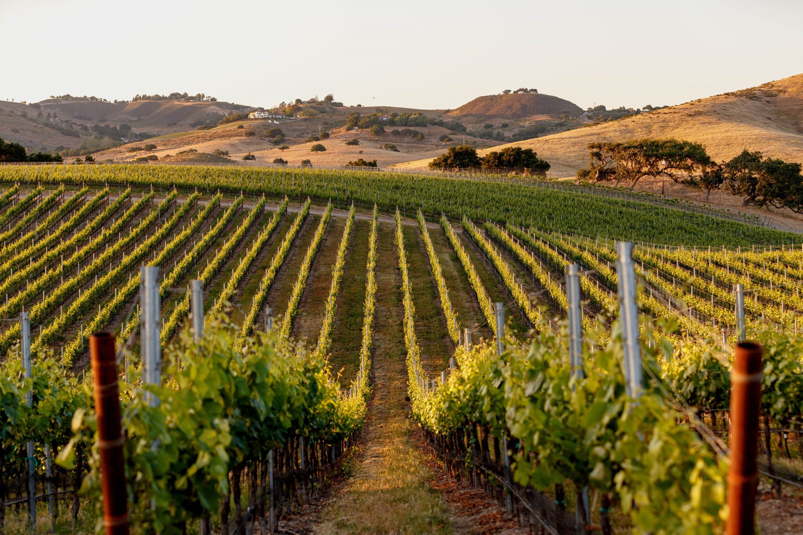 Vineyards at Brick Barn Wine Estate in Buellton, California, Santa Ynez Valley