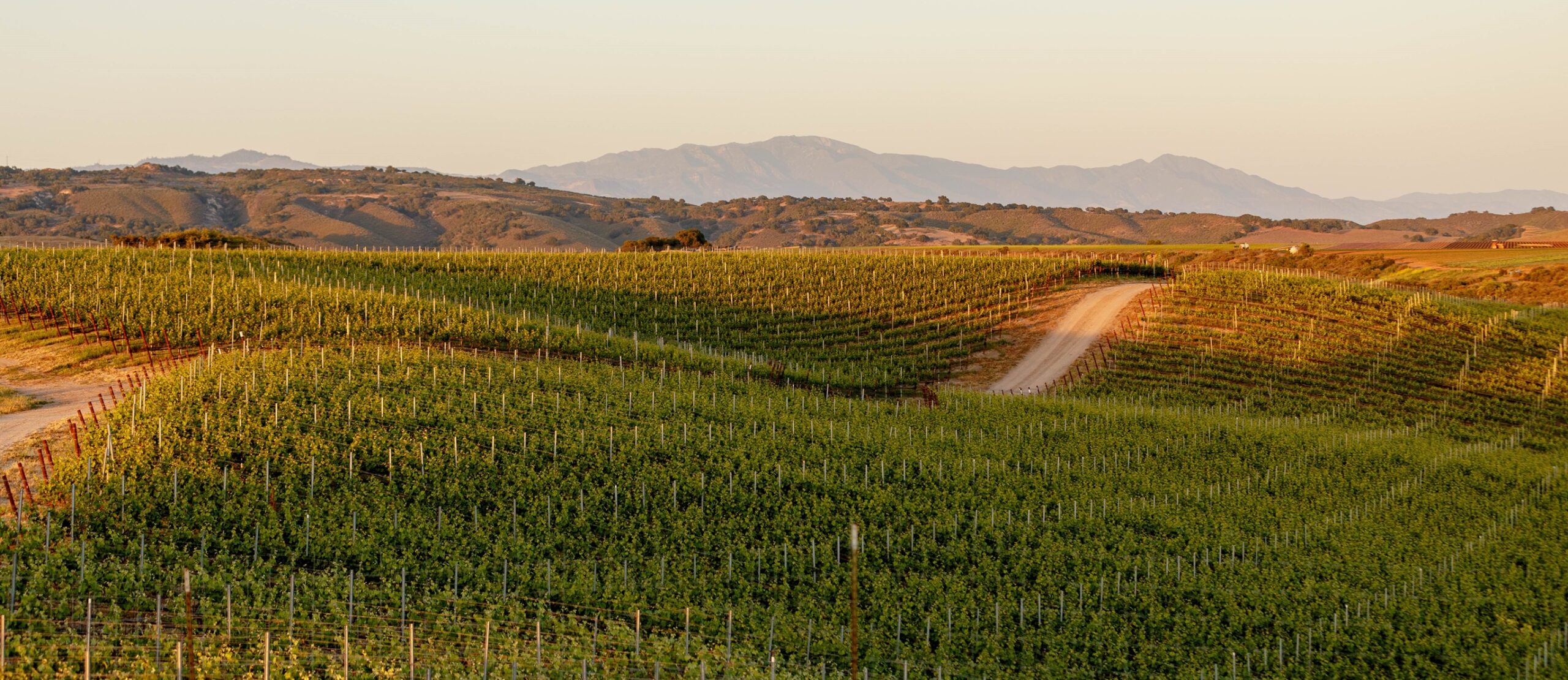 Vineyard at Brick Barn in Santa Ynez Valley
