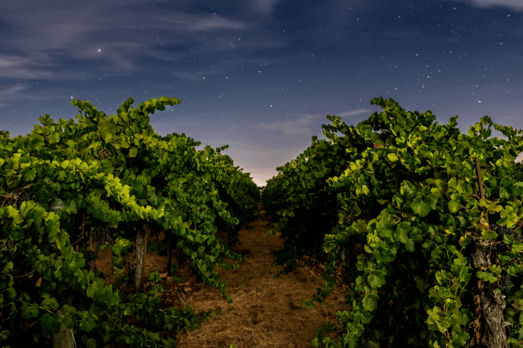 Santa Ynez Vineyard under a starry sky