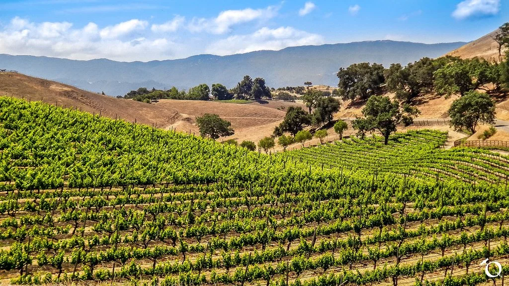 Sweeping fields of lush vineyards in Santa Ynez California